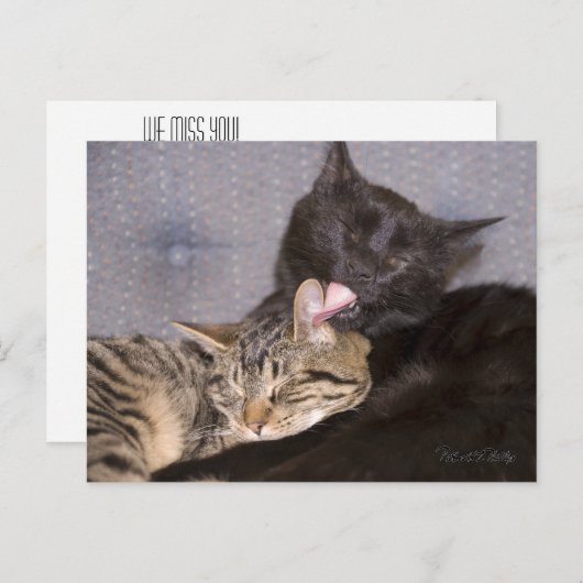 Carte Postale Adorable Tabby Gris Noir Chat Vous Manquant (Devant / Derrière)