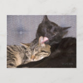 Carte Postale Adorable Tabby Gris Noir Chat Vous Manquant (Devant)