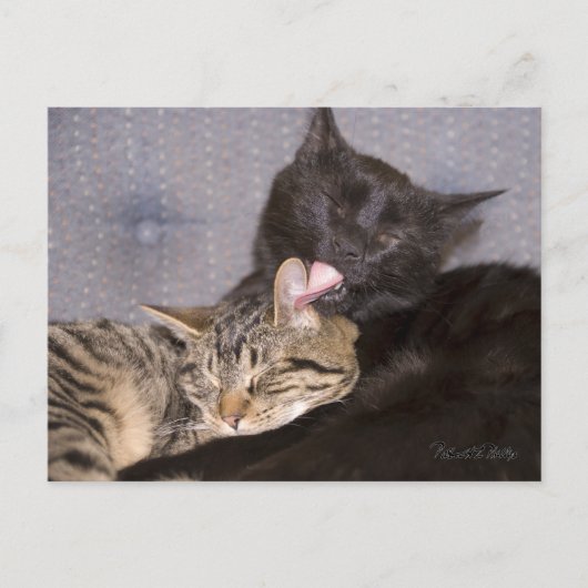 Carte Postale Adorable Tabby Gris Noir Chat Vous Manquant (Devant)