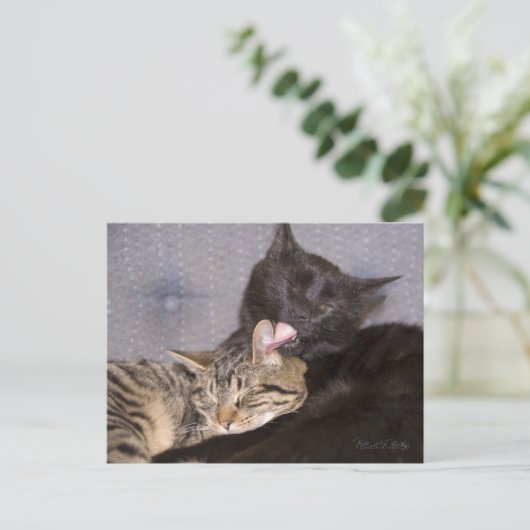 Carte Postale Adorable Tabby Gris Noir Chat Vous Manquant (Debout devant)