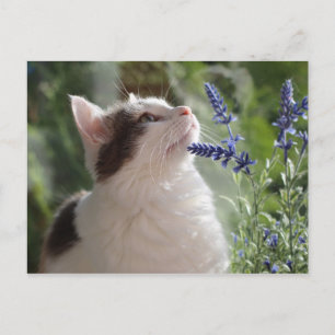 Carte Postale Adorable Tabby Kitten dans le jardin