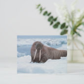 Carte Postale Adorable Walrus (Debout devant)