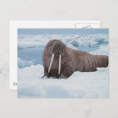 Carte Postale Adorable Walrus (Devant / Derrière)