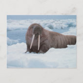Carte Postale Adorable Walrus (Devant)