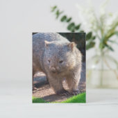 Carte Postale Adorable Wombat (Debout devant)