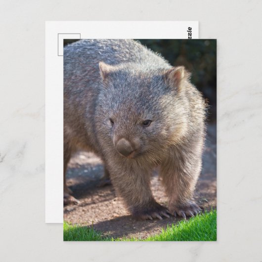 Carte Postale Adorable Wombat (Devant / Derrière)