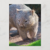 Carte Postale Adorable Wombat (Devant)
