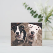Carte Postale adorables chiots pitbull chiens (Debout devant)
