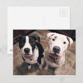 Carte Postale adorables chiots pitbull chiens (Devant / Derrière)