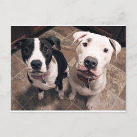 adorables chiots pitbull chiens