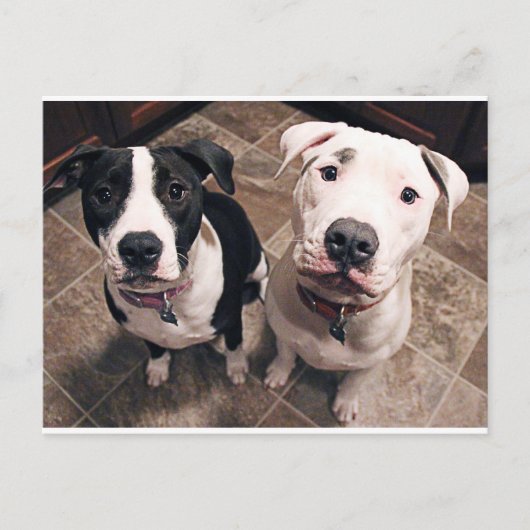 Carte Postale adorables chiots pitbull chiens (Devant)