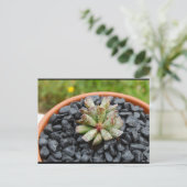 Carte Postale Adromischus, Plante Succulente (Debout devant)
