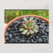 Carte Postale Adromischus, Plante Succulente (Devant)
