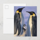Carte Postale Adultes de pingouins d'empereur (forsteri (Devant / Derrière)