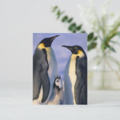 Carte Postale Adultes de pingouins d'empereur (forsteri (Debout devant)