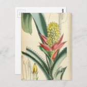 Carte Postale Aechmea mertensii (= mucroniflora) (Devant / Derrière)