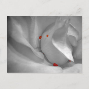 Carte postale Aeolian Watercolor