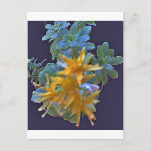 Carte Postale Aeonium en floraison