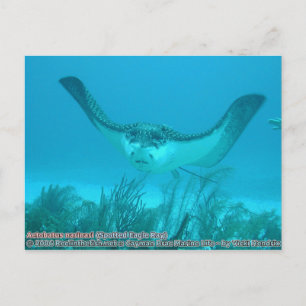 Carte Postale Aetobatus narinari (Aigle rayé)