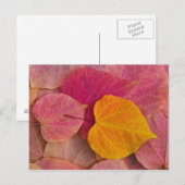 Carte Postale Affaire color on Forest Pansy Redbud (Devant / Derrière)