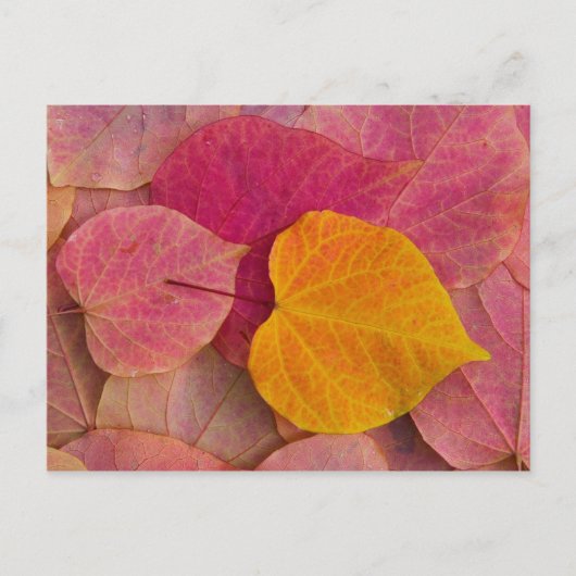 Carte Postale Affaire color on Forest Pansy Redbud (Devant)