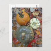 Carte Postale Affaire Pumkins and Gourds (Devant / Derrière)