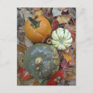 Carte Postale Affaire Pumkins and Gourds