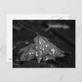 Carte Postale Affaire Showers (Devant / Derrière)