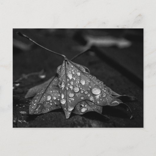 Carte Postale Affaire Showers (Devant)