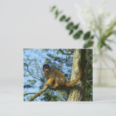 Carte Postale Affe Totenkopfäffchen sitz auf einem Baum (Debout devant)
