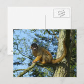 Carte Postale Affe Totenkopfäffchen sitz auf einem Baum (Devant / Derrière)