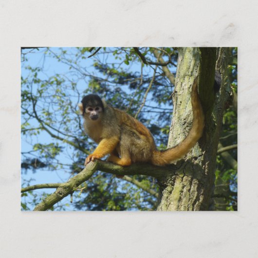 Carte Postale Affe Totenkopfäffchen sitz auf einem Baum (Devant)