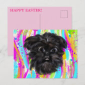 Carte Postale Affenpinscher (Devant / Derrière)