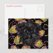 Carte Postale Affenpinscher (Devant / Derrière)