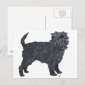 Carte Postale Affenpinscher (Devant / Derrière)