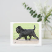 Carte Postale Affenpinscher 9Y516D-063 (Debout devant)