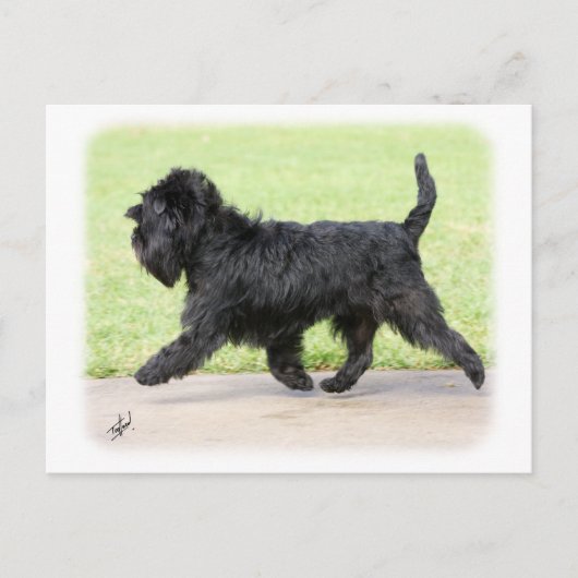 Carte Postale Affenpinscher 9Y516D-063 (Devant)