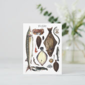 Carte Postale Affichage de différents types de poissons (Debout devant)
