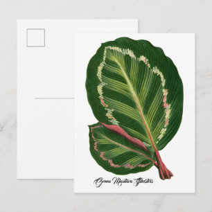 Carte Postale Affiche d'illustration de feuille de Green Mantara