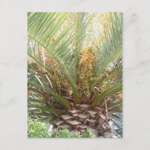 Carte Postale Affiche Palmier Ananas