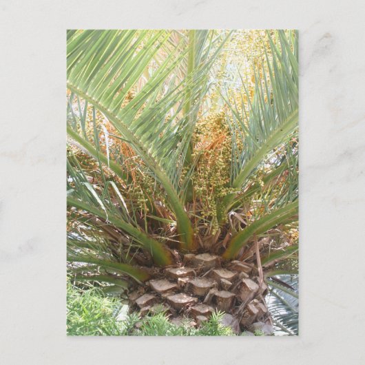 Carte Postale Affiche Palmier Ananas (Devant)