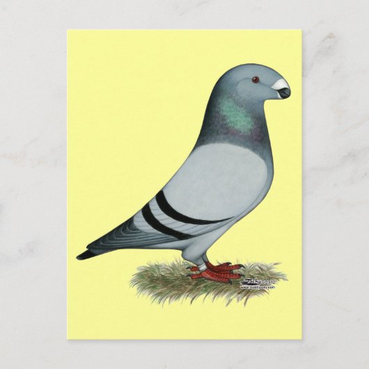 Carte Postale Afficher le concept Racer (Devant)