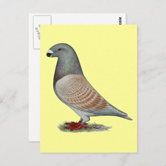 Carte Postale Afficher l'option récessive Racer (Devant / Derrière)