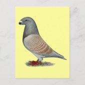 Carte Postale Afficher l'option récessive Racer (Devant)