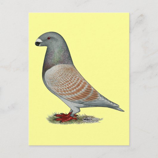 Carte Postale Afficher l'option récessive Racer (Devant)