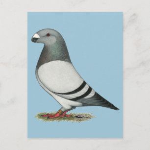 Carte Postale Afficher Pigeon Barre Bleue Racer