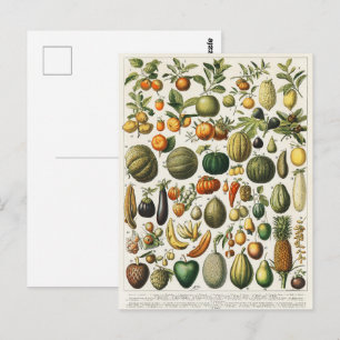 Carte Postale Affiches de fruits botaniques vintage françaises