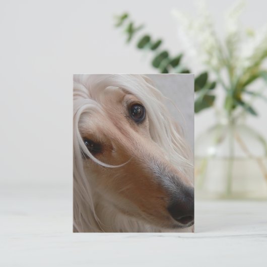 Carte postale Afghan Hound (Debout devant)