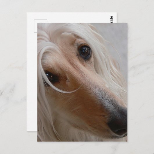 Carte postale Afghan Hound (Devant / Derrière)