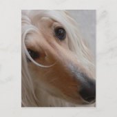 Carte postale Afghan Hound (Devant)